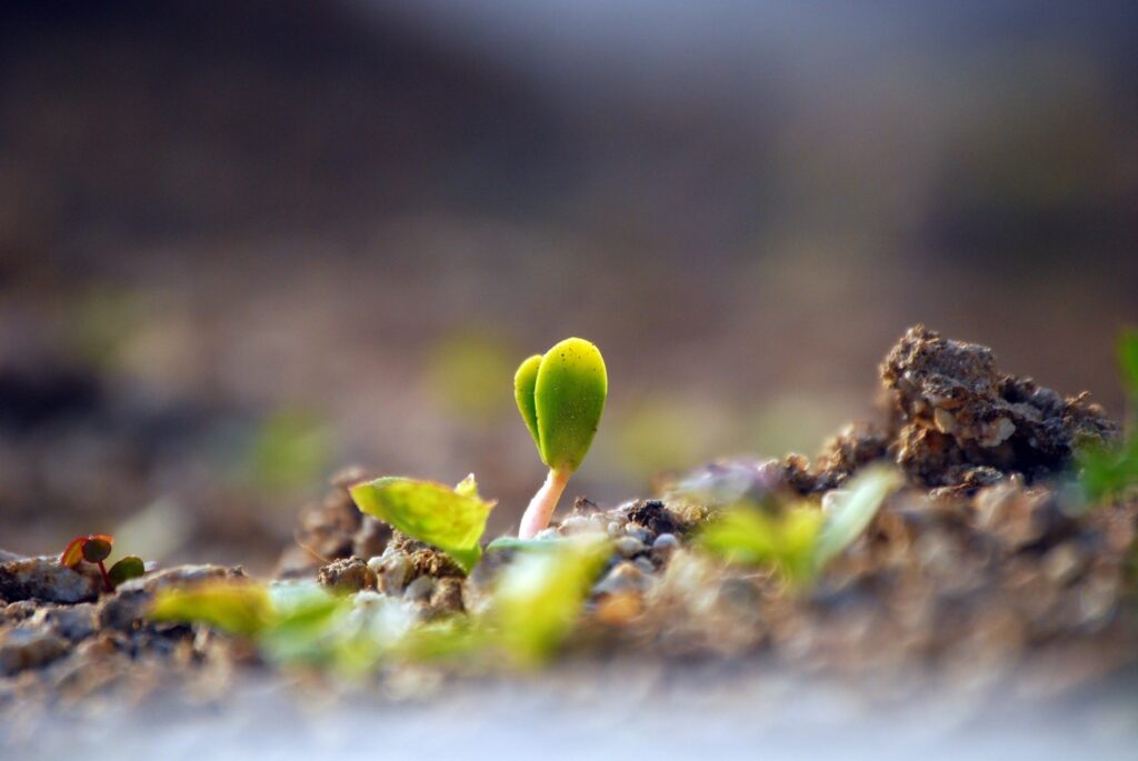 A Cotyledon
